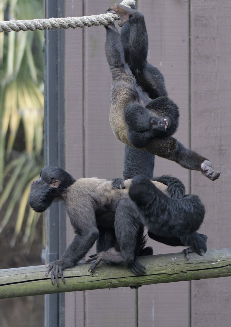 Sakis letting off steam