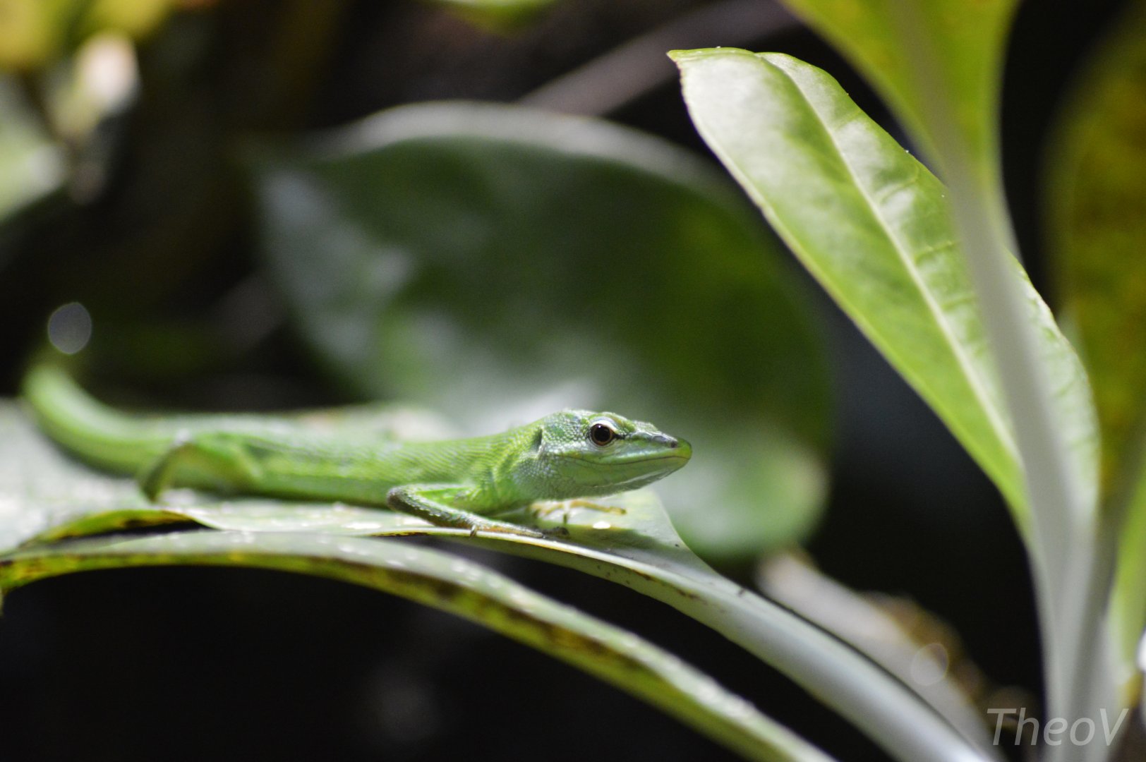 Sakishima grass lizard [2020]