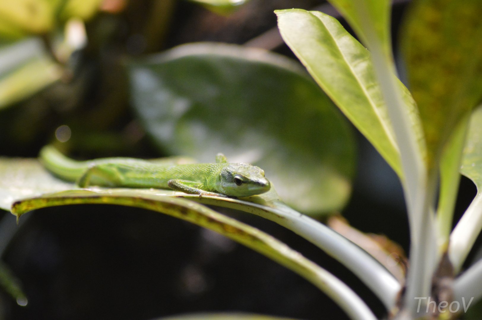 Sakishima grass lizard [2020]
