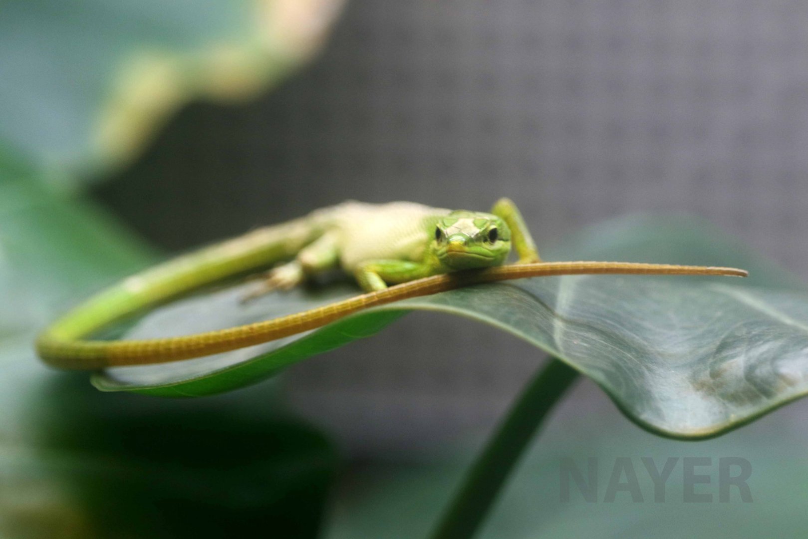 Sakishima grass lizard, October 2017