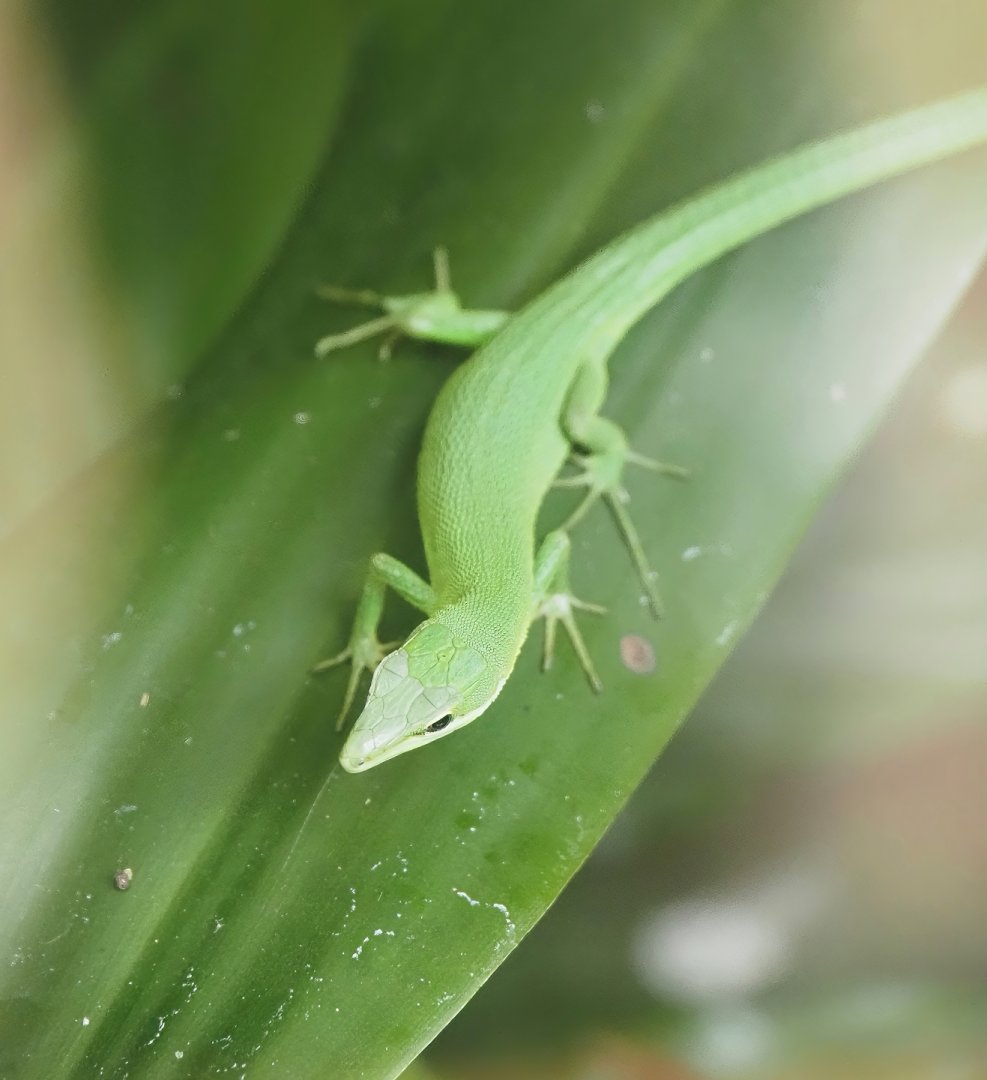 Sakishima grass lizard (Takydromus dorsalis), 2024-08-05