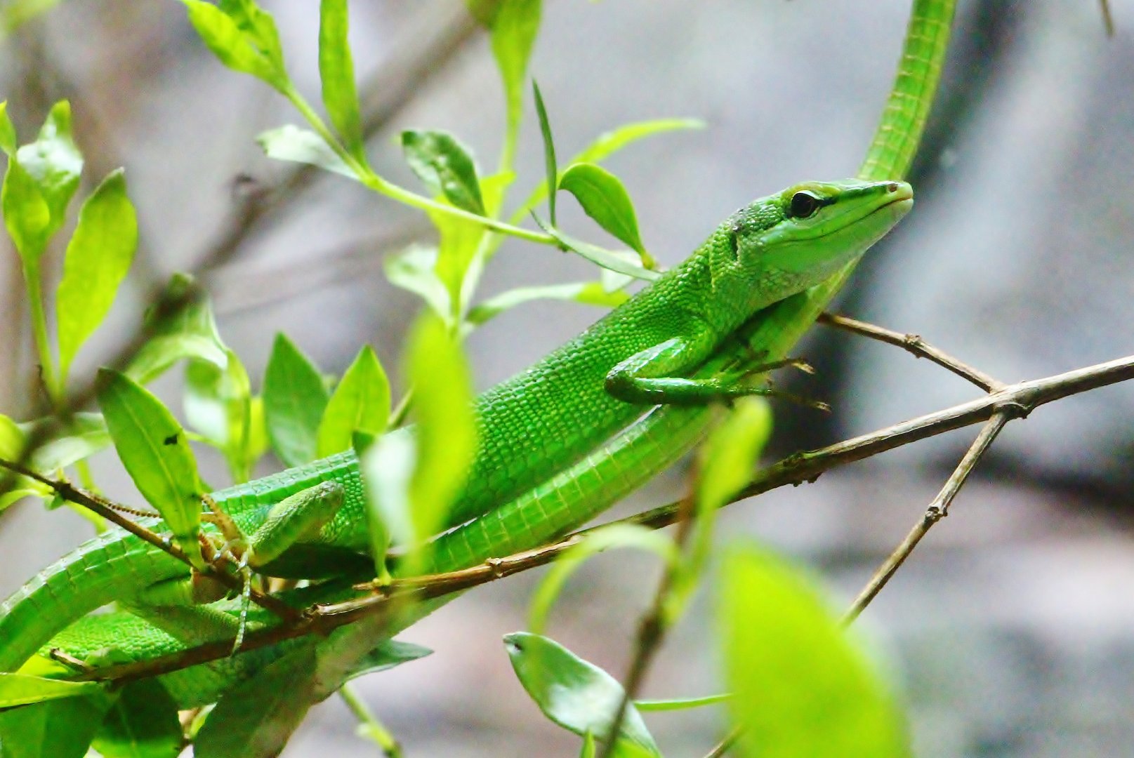 Sakishima Grass Lizard (Takydromus dorsalis)
