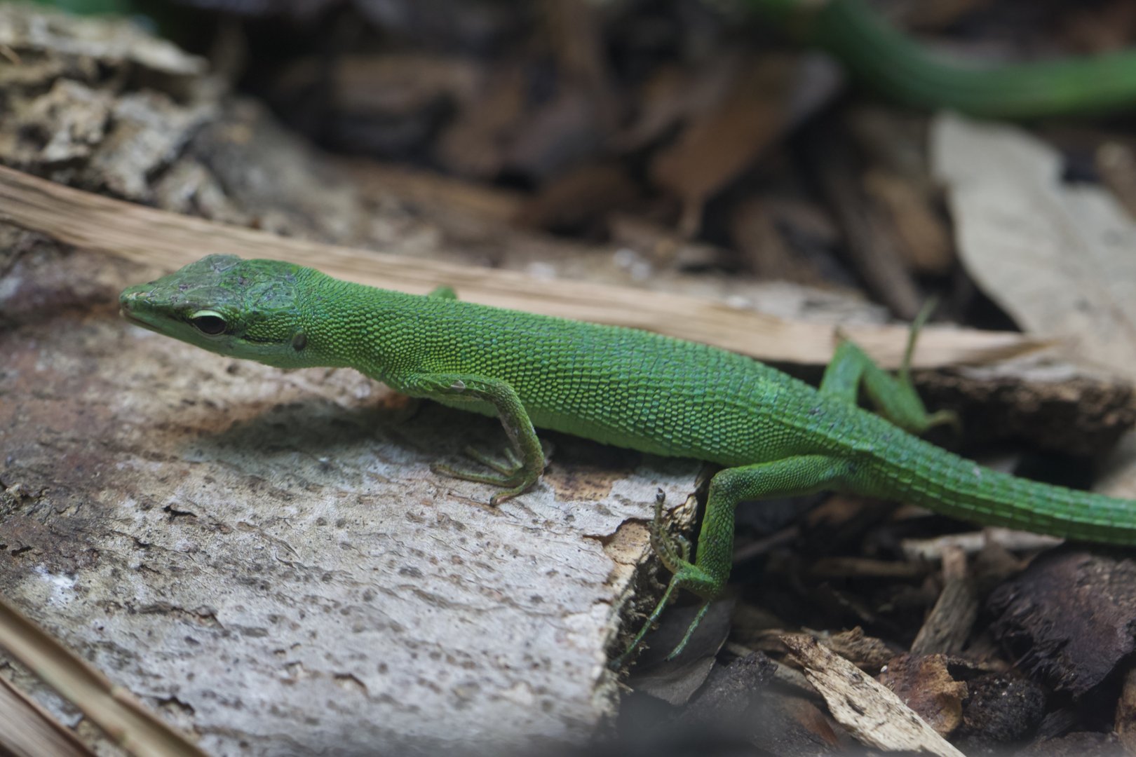 Sakishima Grass Lizard/ Takydromus dorsalis