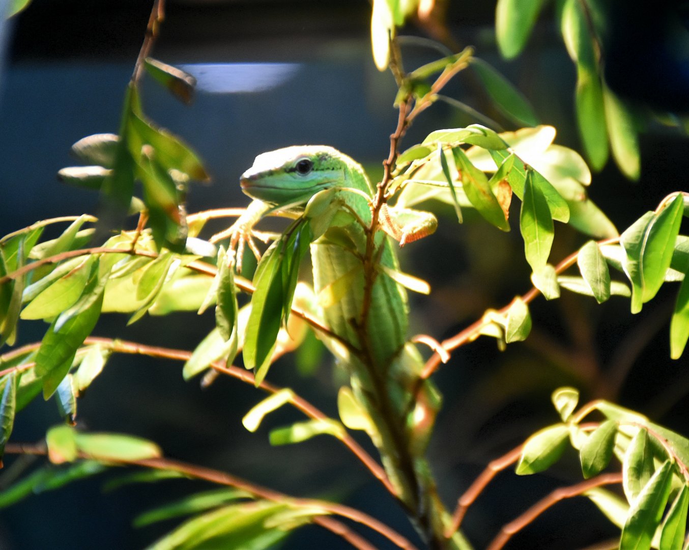 Sakishima Grass Lizard (Takydromus dorsalis)