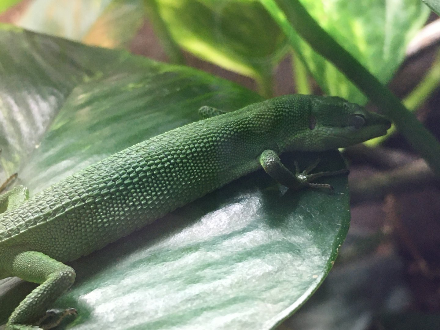 Sakishima Grass Lizard (Takydromus dorsalis)