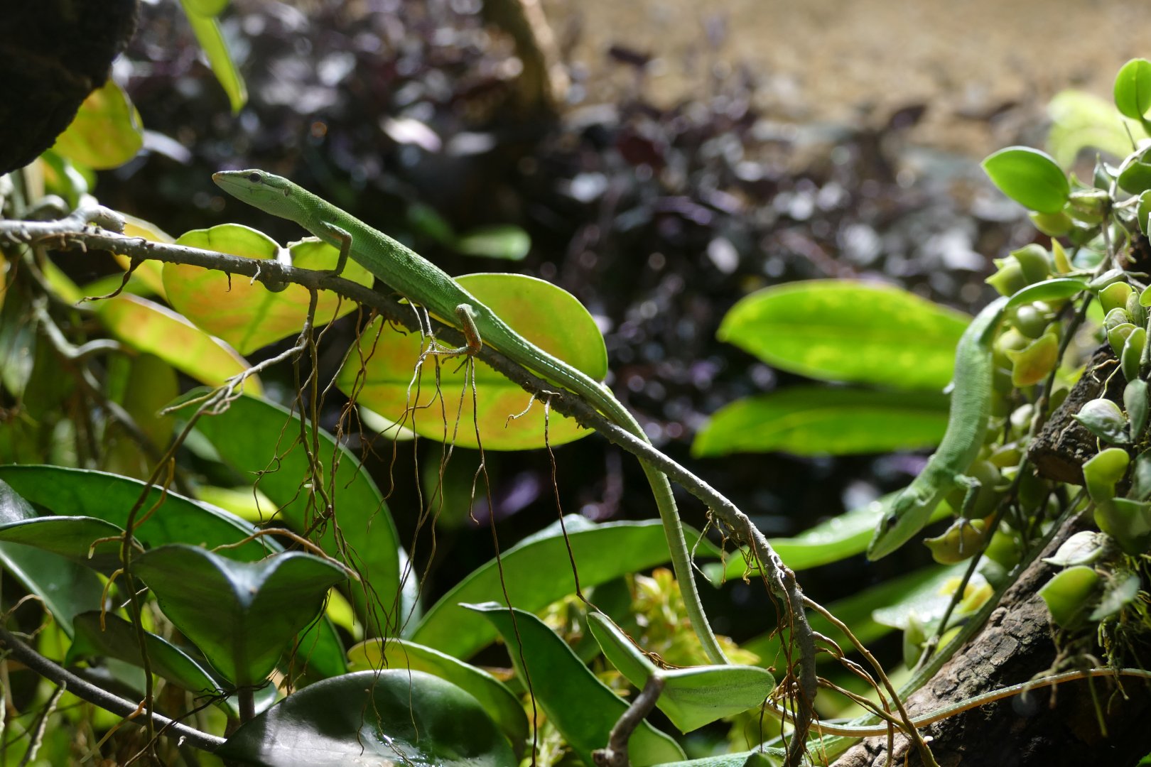 Sakishima Grass Lizard (Takydromus dorsalis)