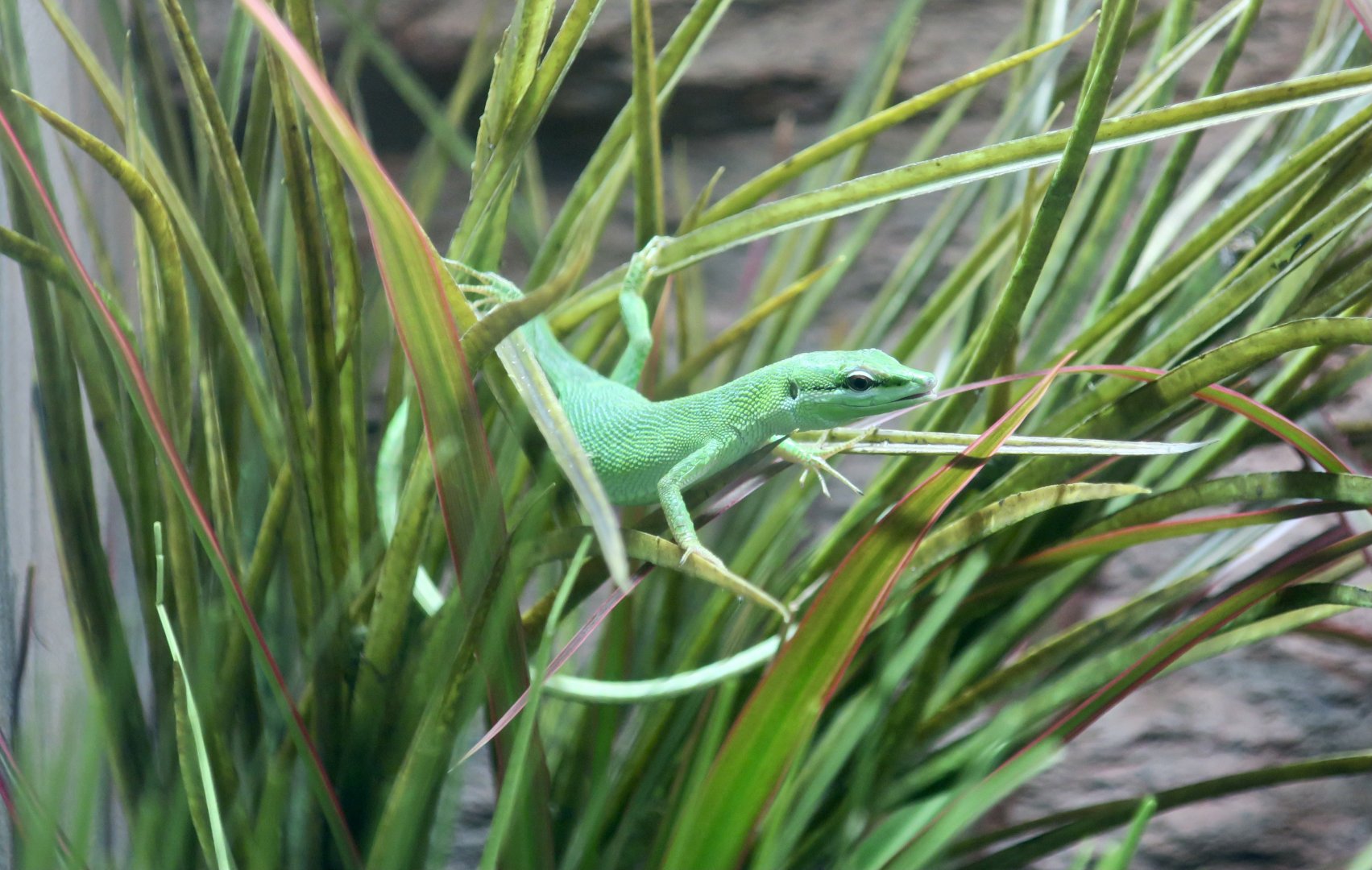 Sakishima Grass Lizard (Takydromus dorsalis)