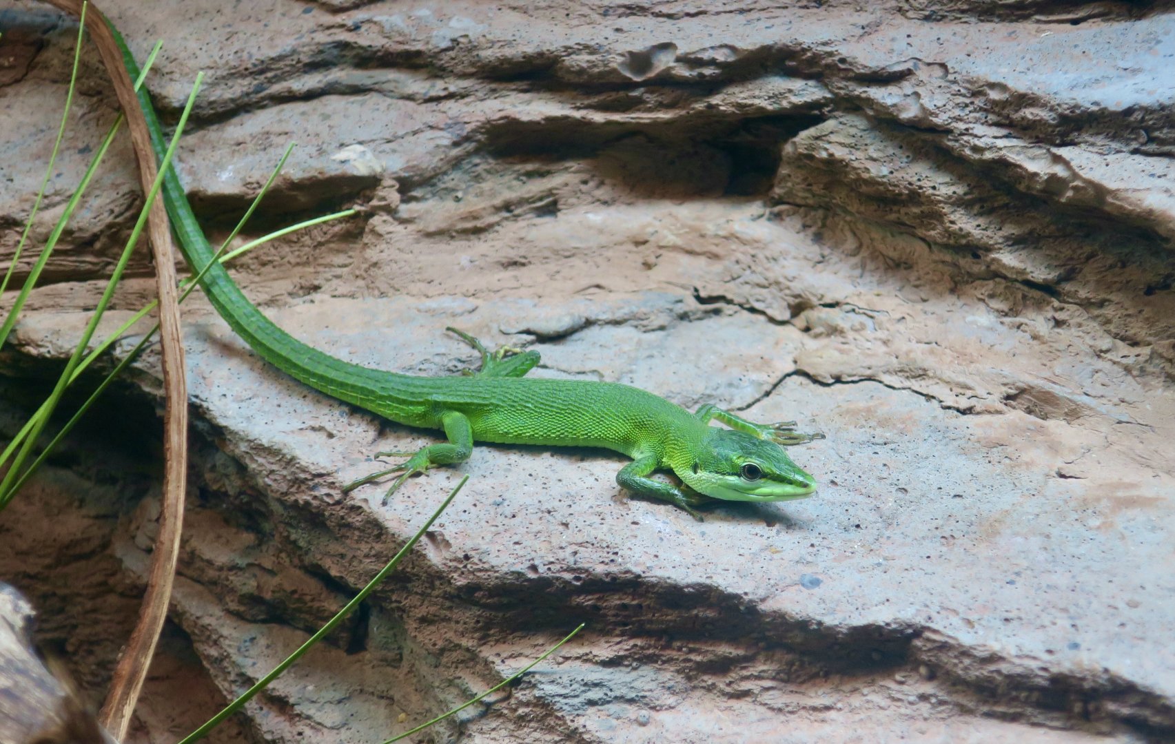 Sakishima Grass Lizard (Takydromus dorsalis)