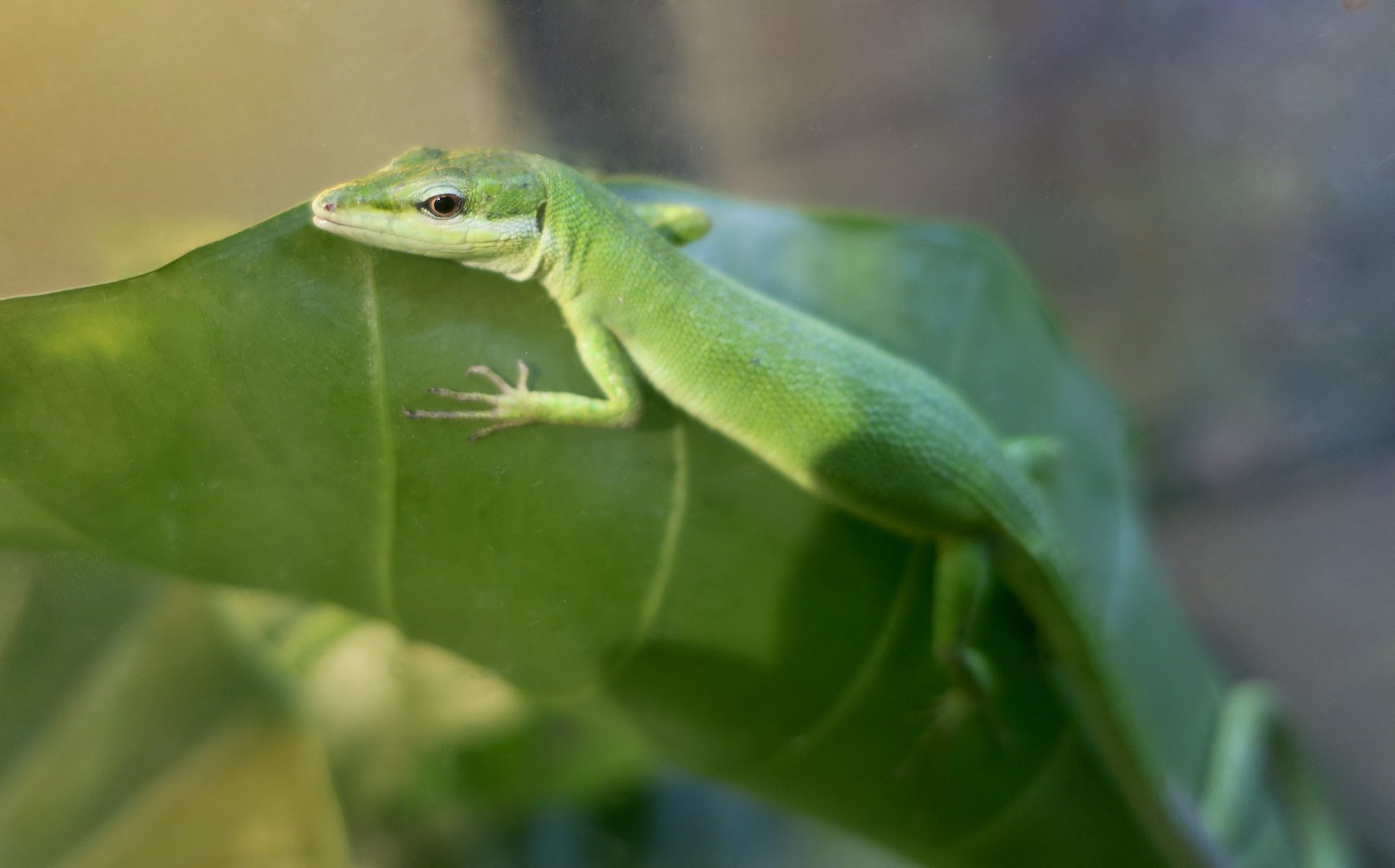 Sakishima Grass Lizard (Takydromus dorsalis)