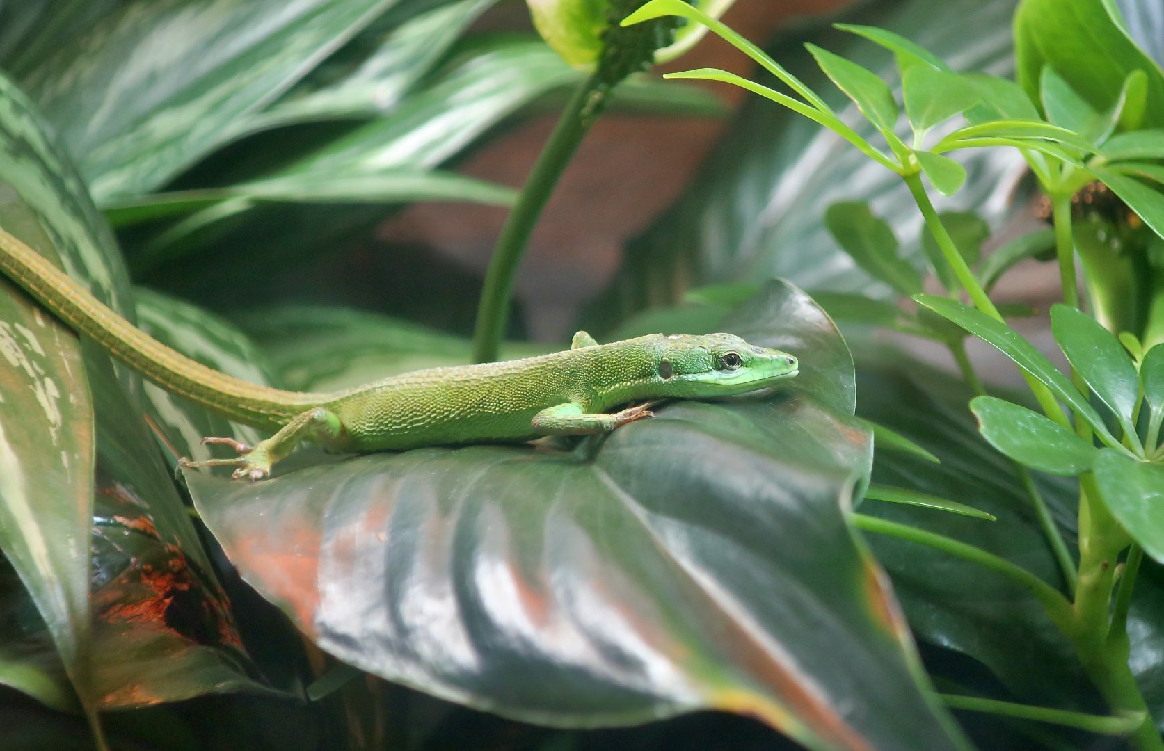 Sakishima Grass Lizard (Takydromus dorsalis)
