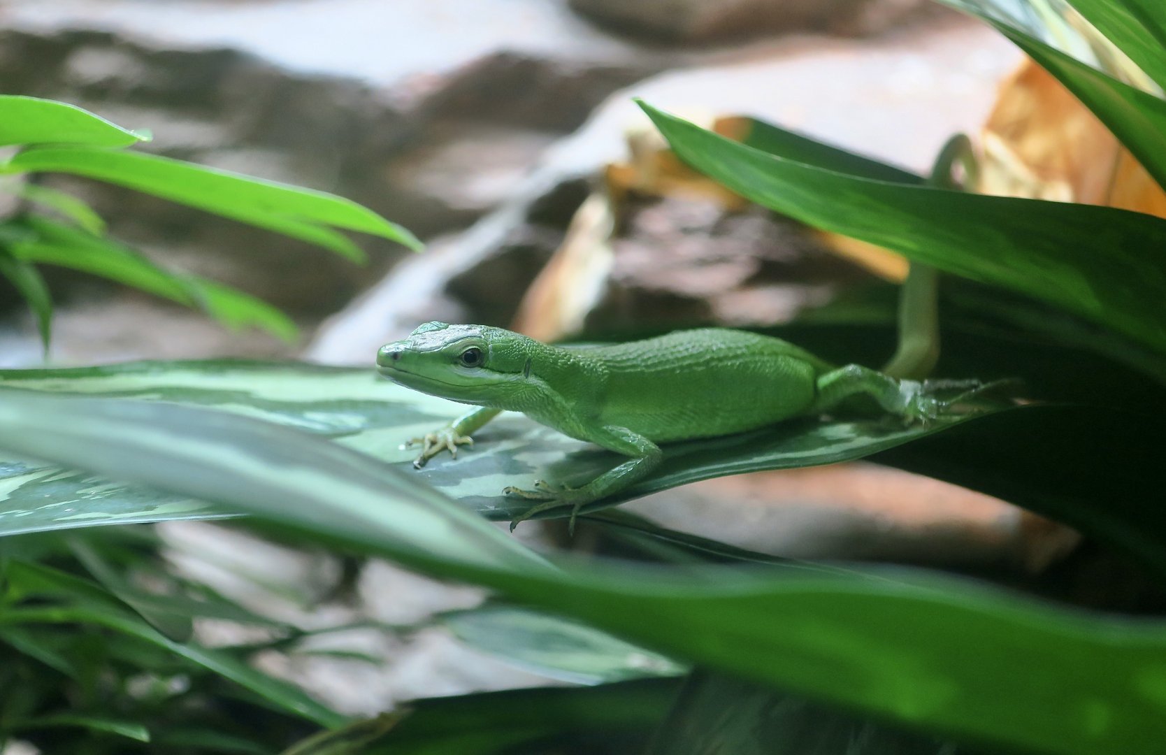 Sakishima Grass Lizard (Takydromus dorsalis)