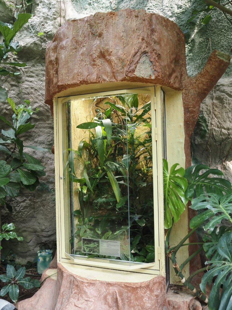 Sakishima grass lizard terrarium, 2024-08-05