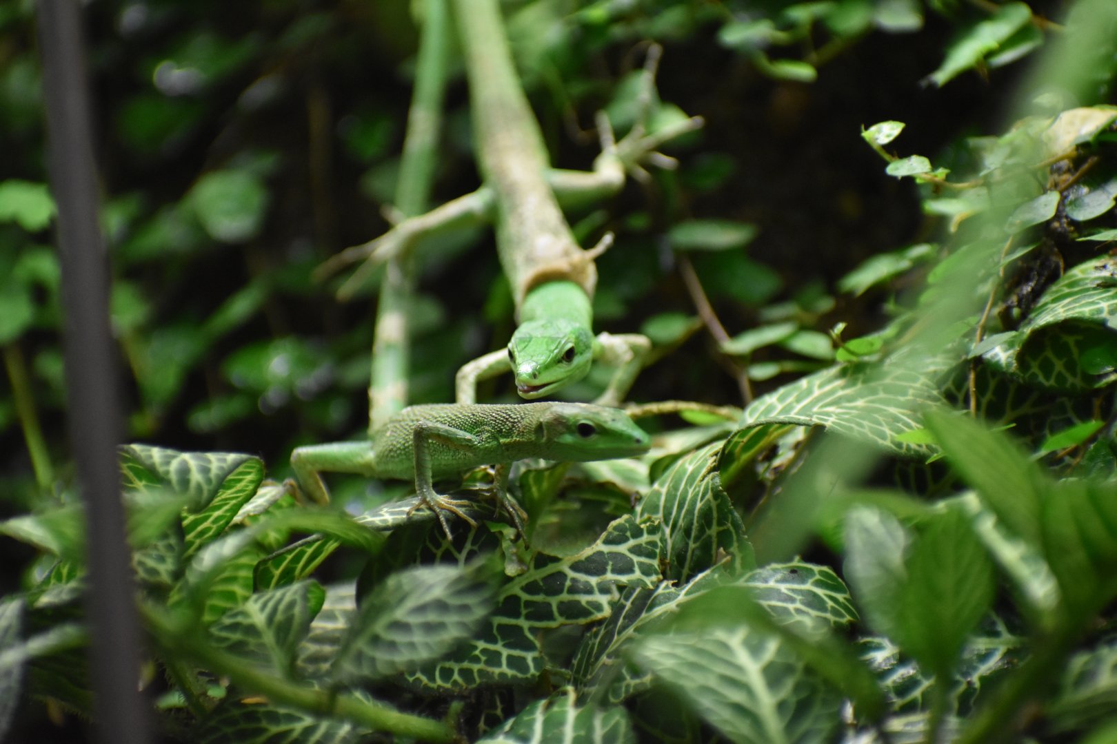 Sakishima grass lizard