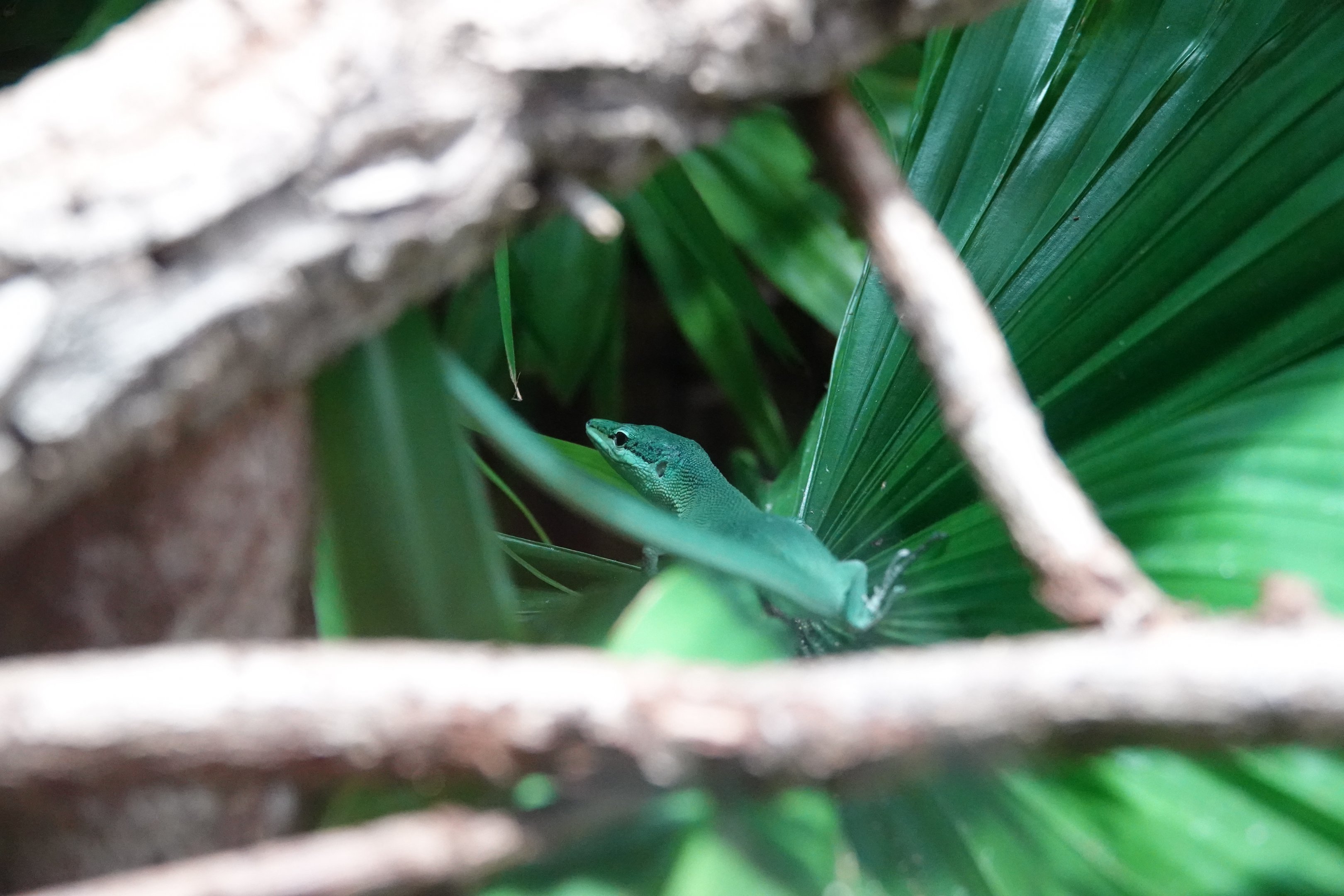 Sakishima grass lizard