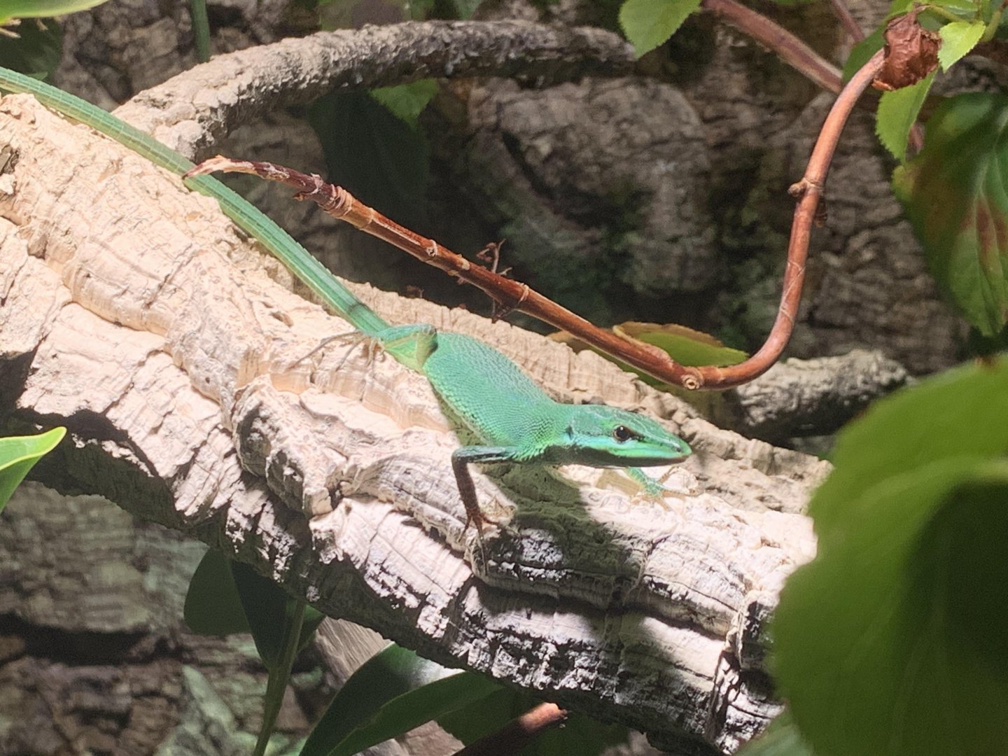 Sakishima grass lizard