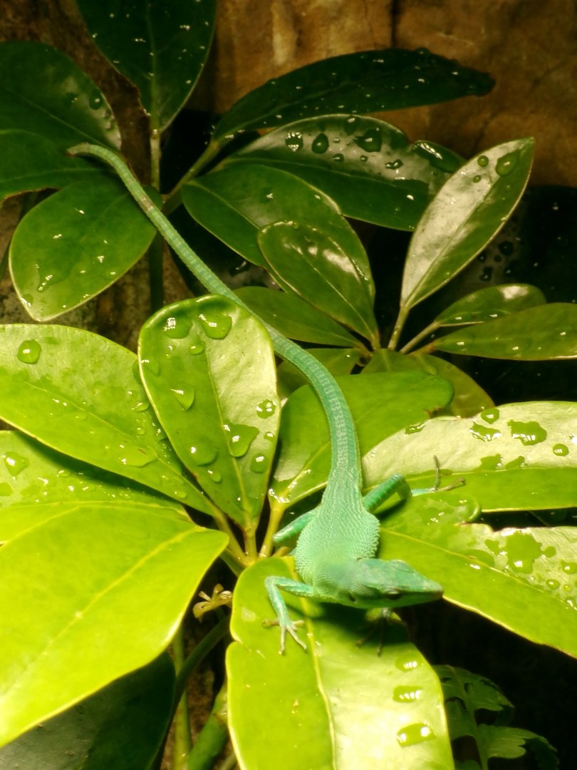 Sakishima grass lizard