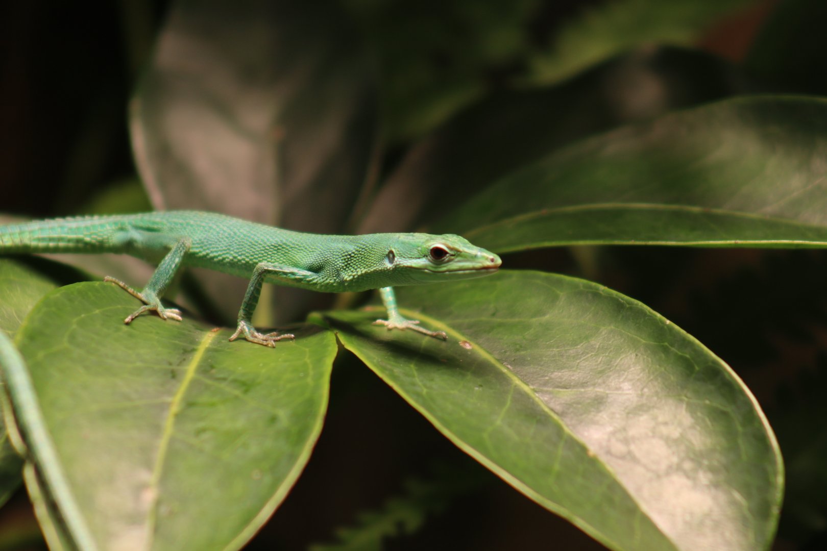 Sakishima Grass Lizard