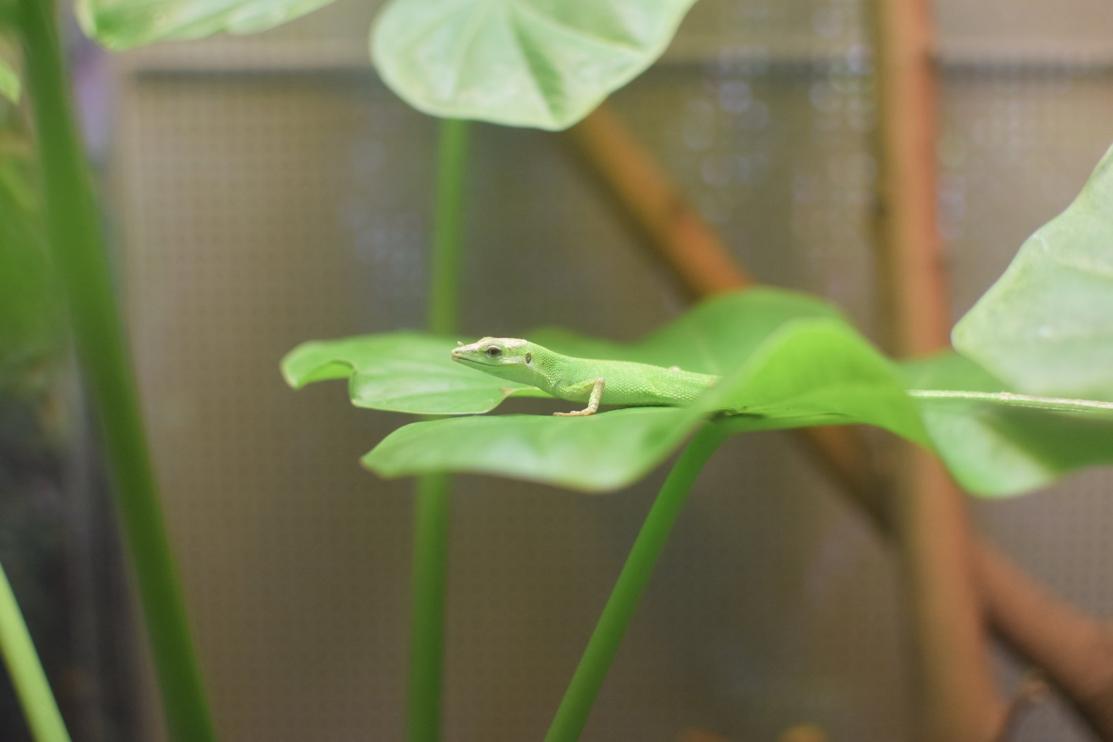 Sakishima grass lizard