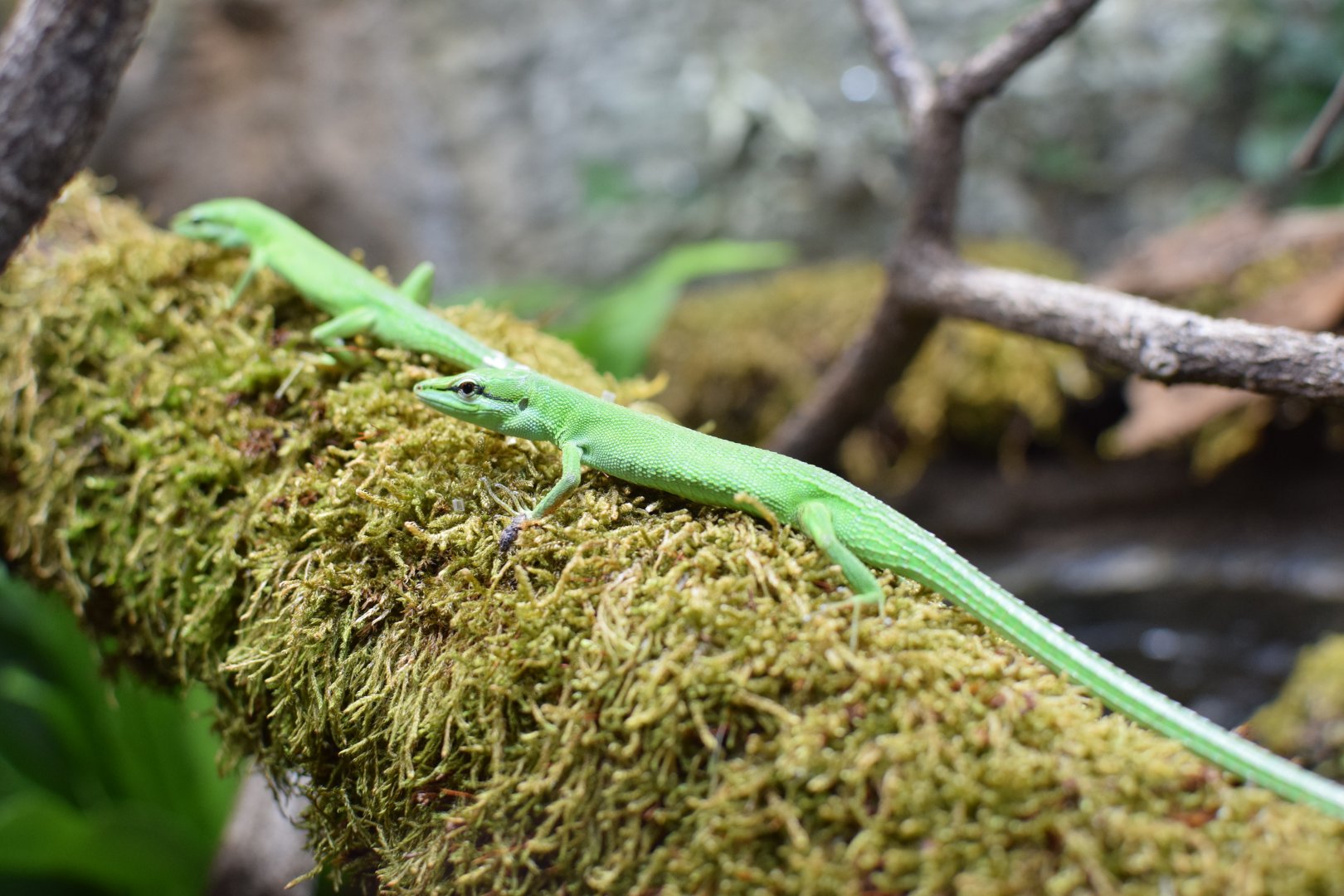 Sakishima grass lizard