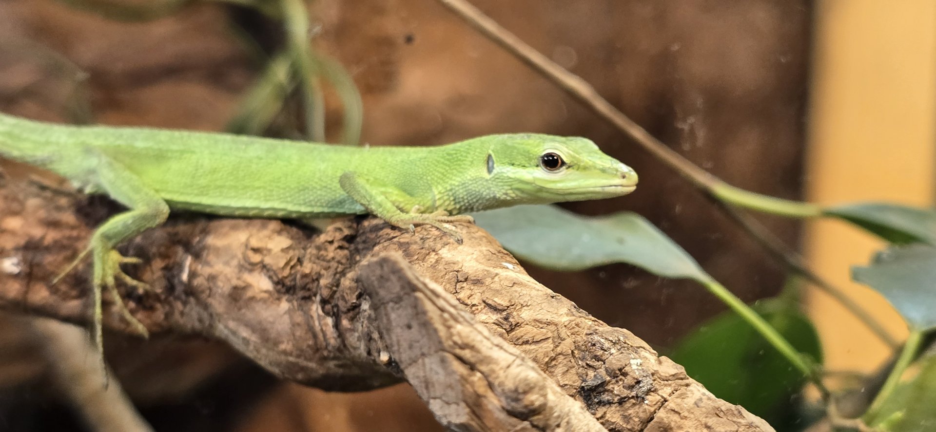 Sakishima grass lizard