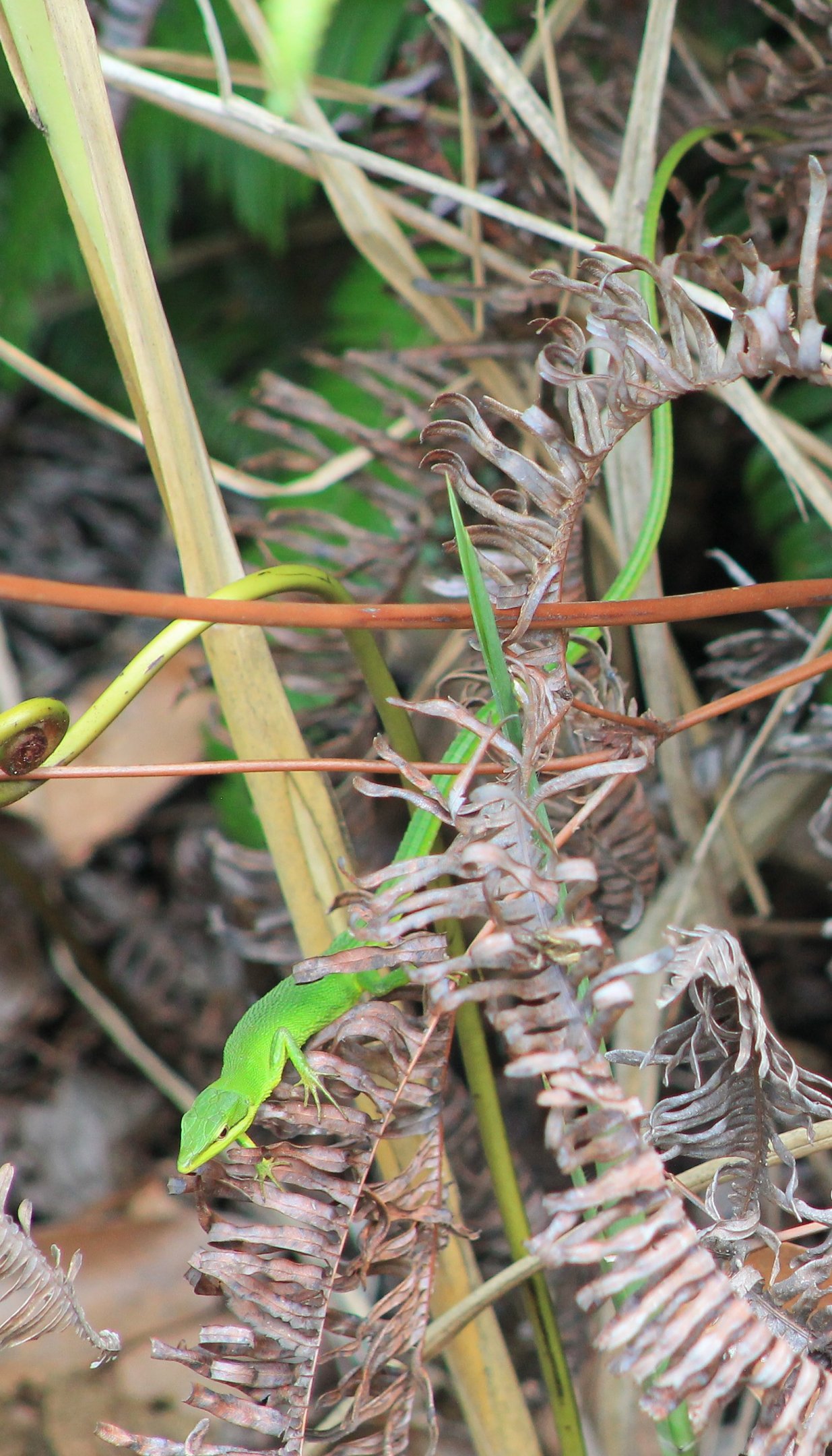 Sakishima Green Lizard (Takydromus dorsalis)