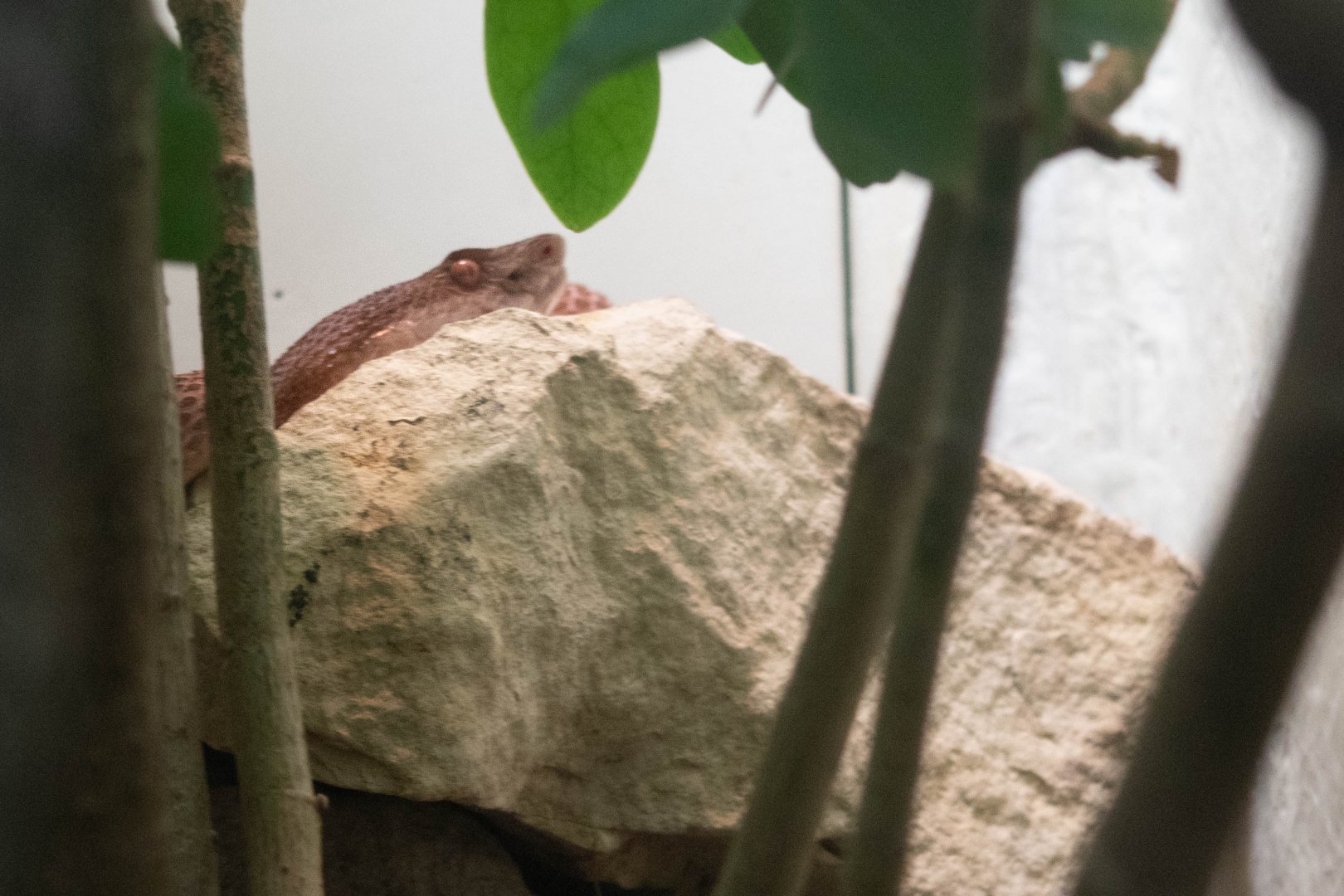 Sakishima Habu (Protobothrops elegans)