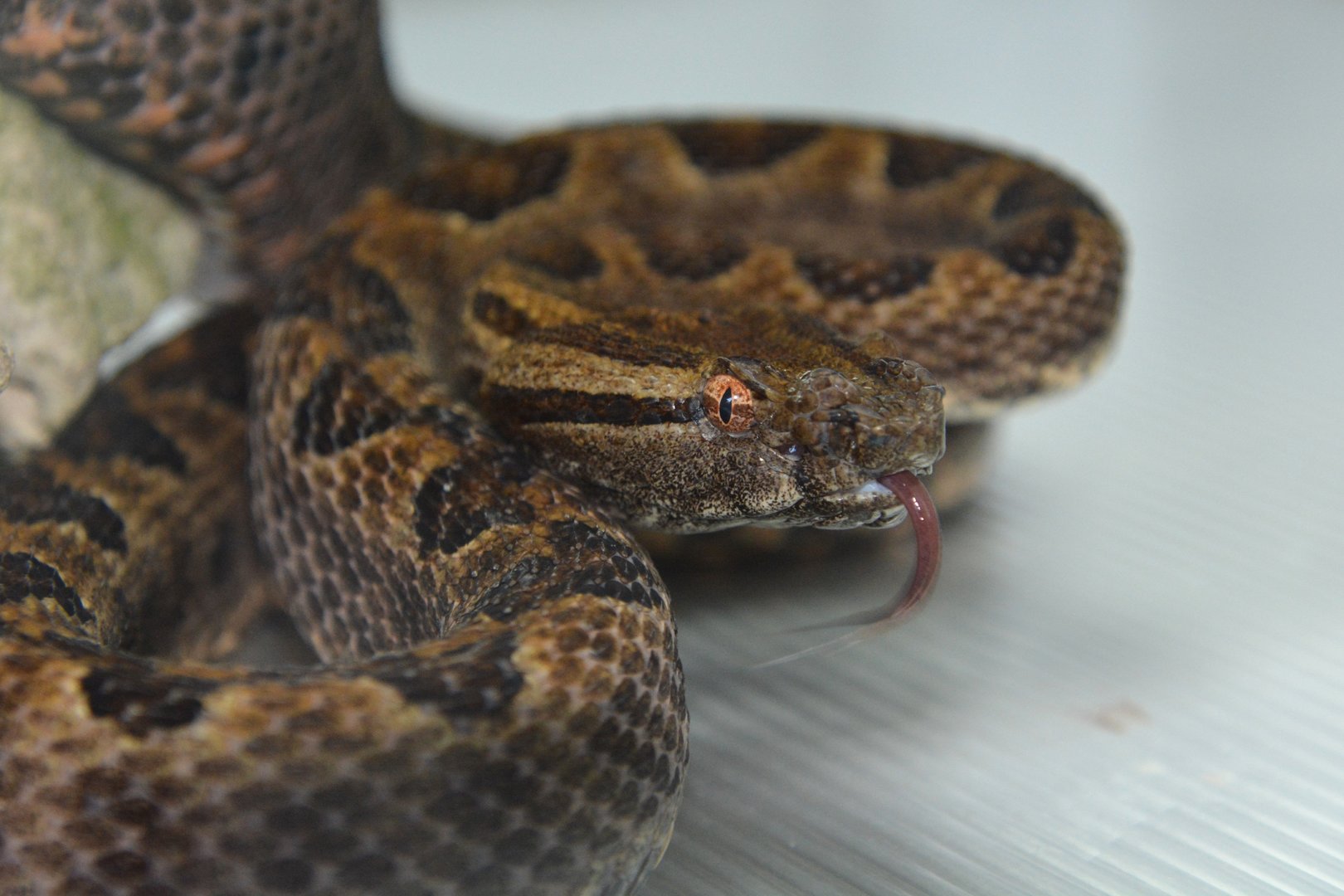 Sakishima habu (Protobothrops elegans)