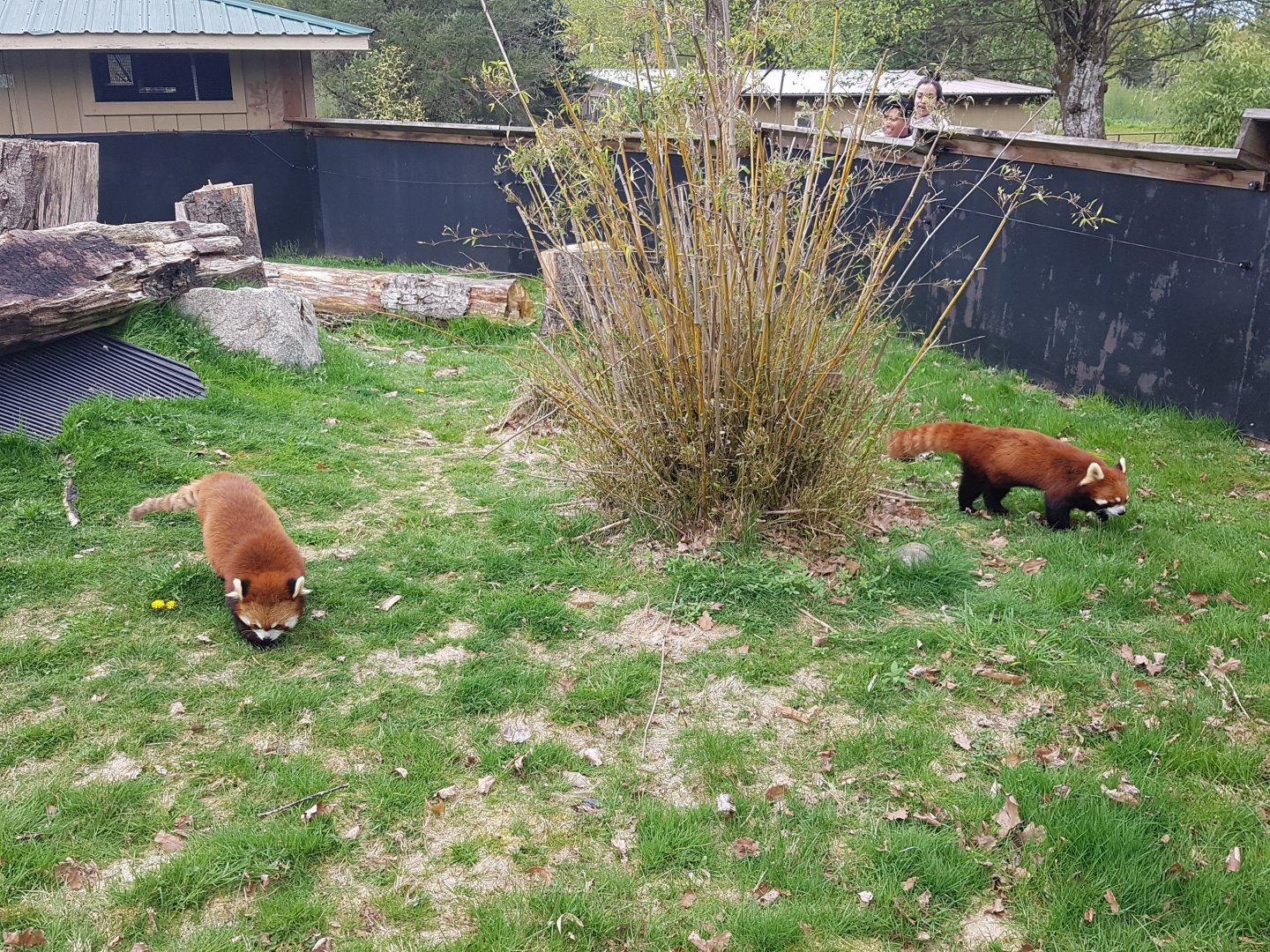 Sakura & Arun - Red Pandas