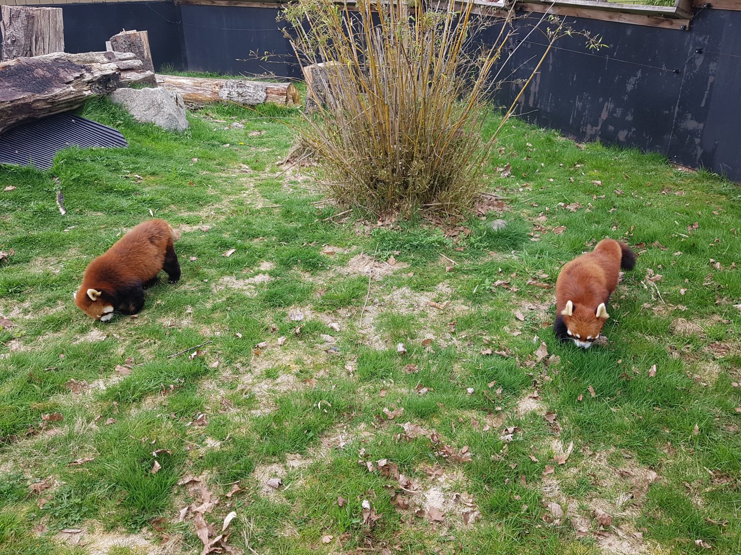 Sakura & Arun - Red Pandas