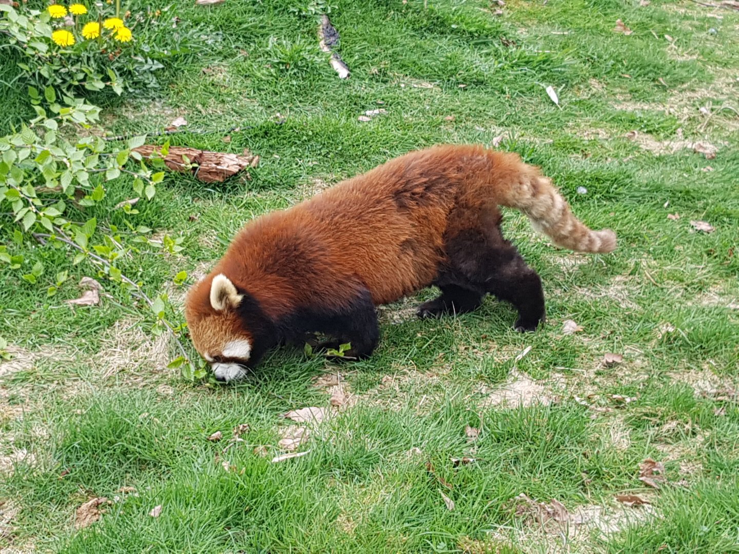 Sakura - Red Panda