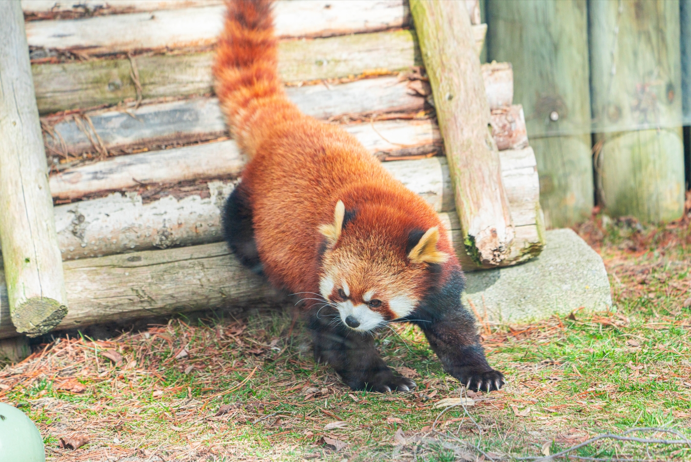 Sakura the female Red Panda