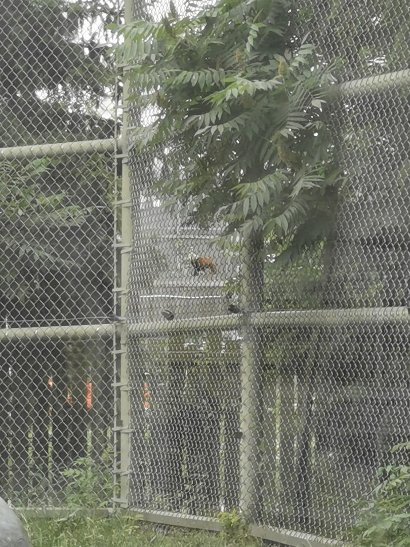 Sakura the red panda in the behind scene area