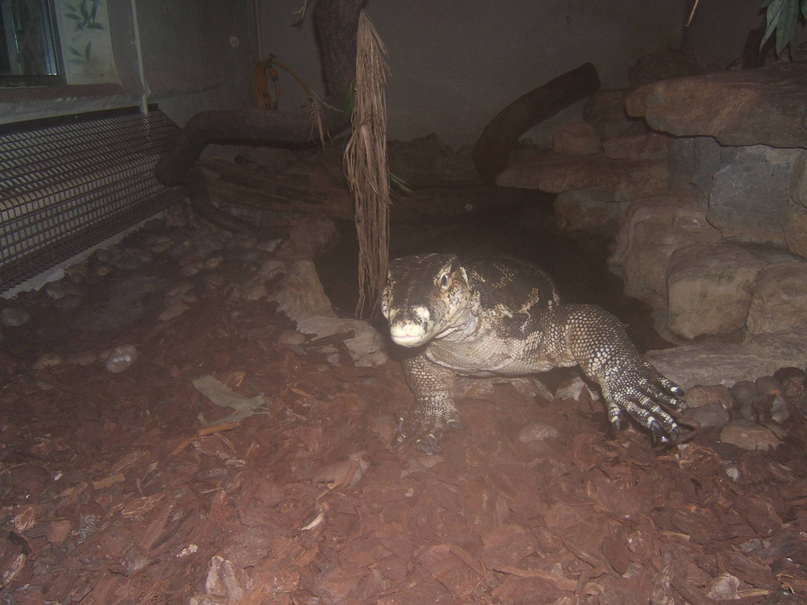 Sal at Cotswold Wildlife Park