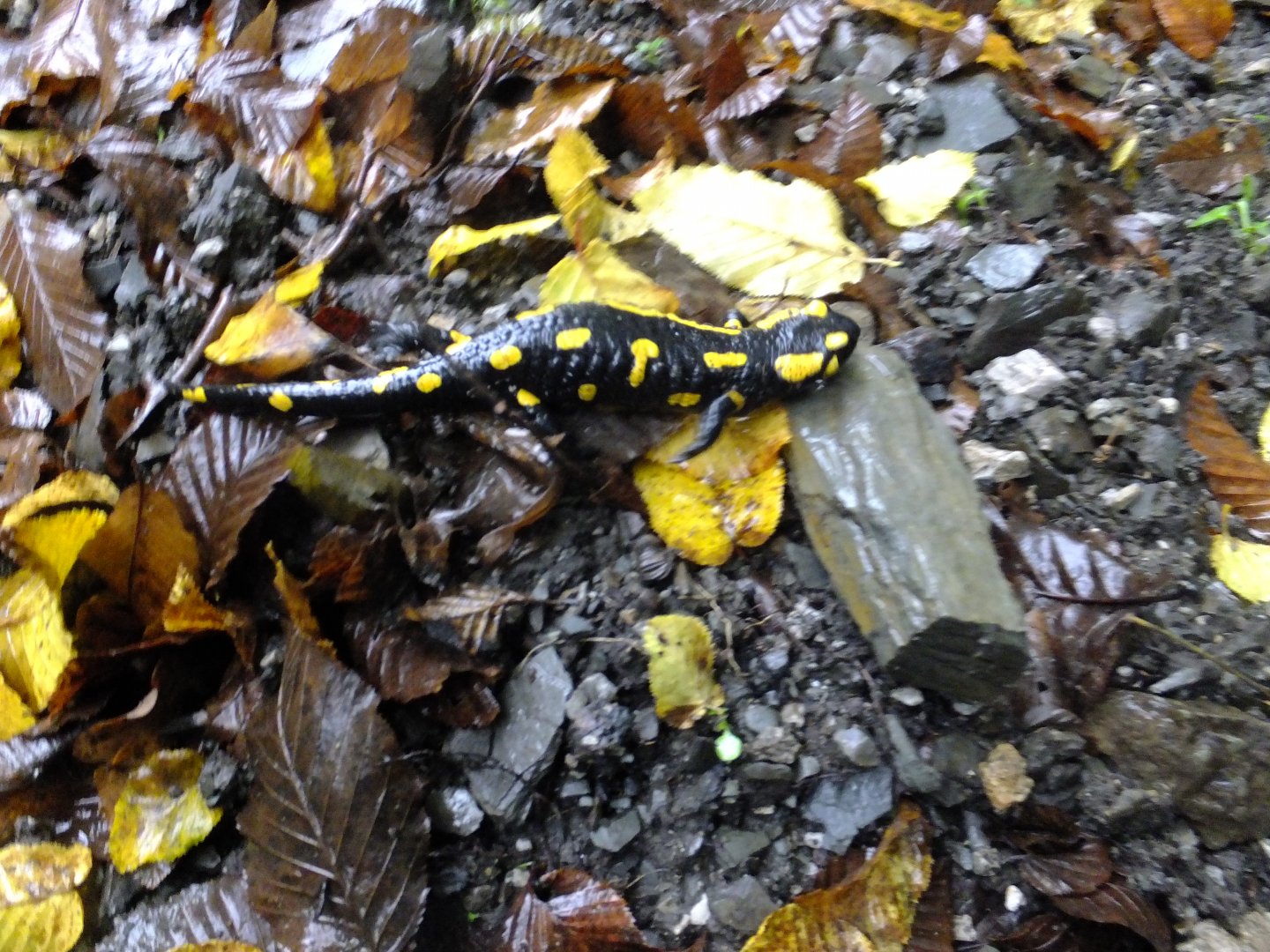 Salamander 1.