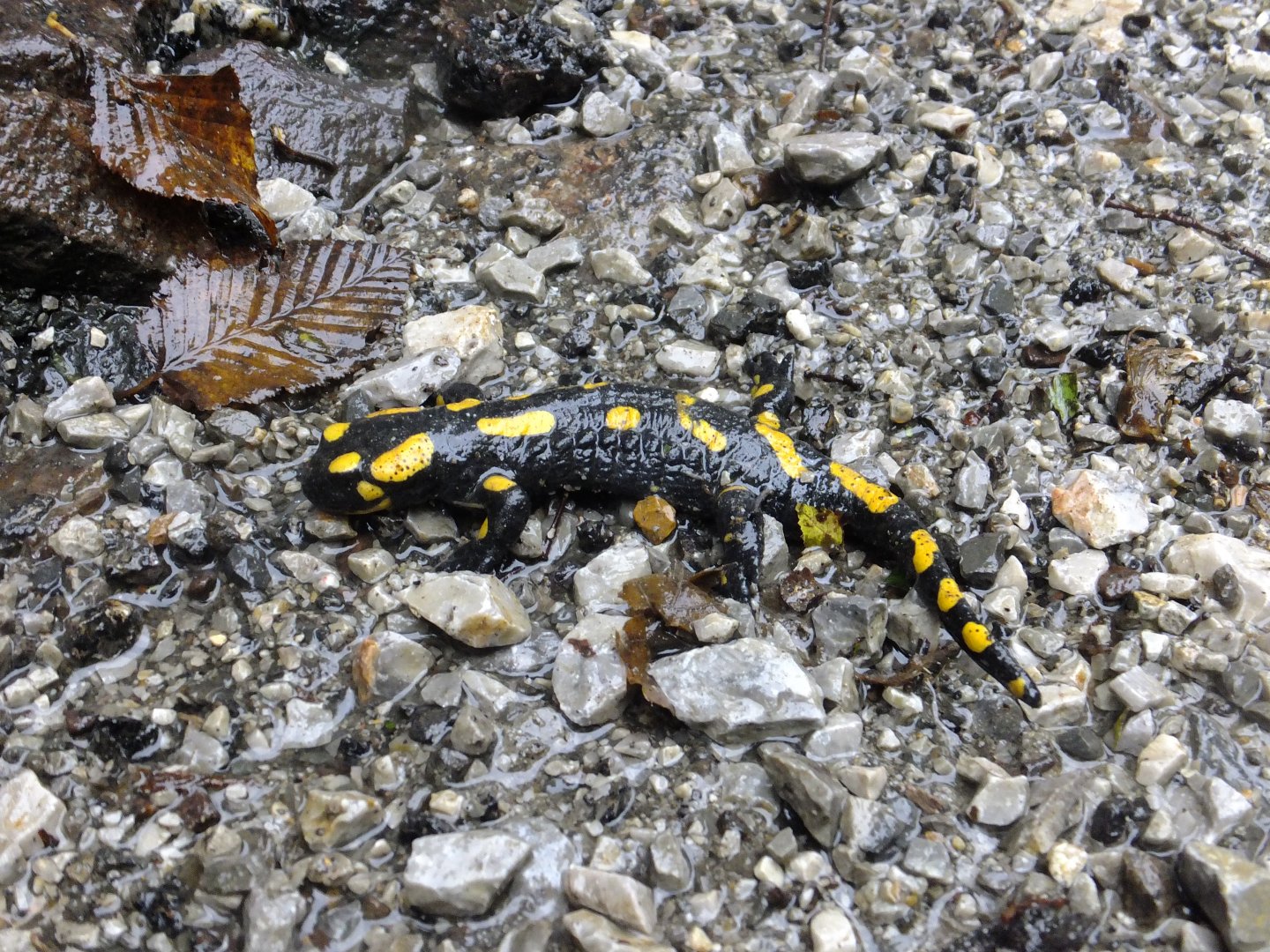 Salamander 2.