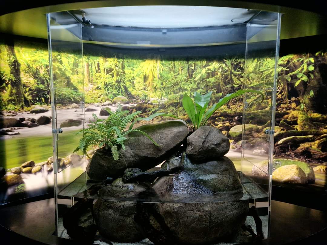 Salamander Exhibit