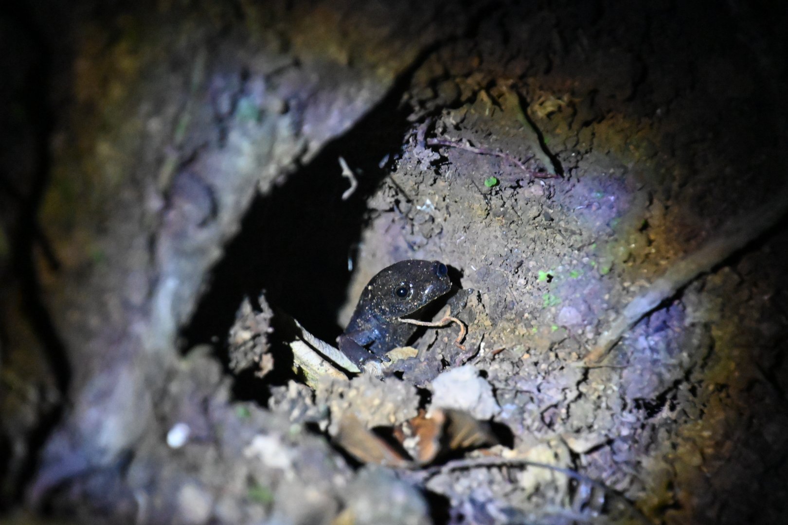 Salamander ID, Monteverde, Costa Rica