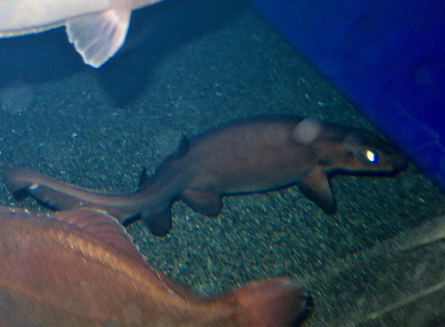 Salamander Shark (Parmaturus pilosus)