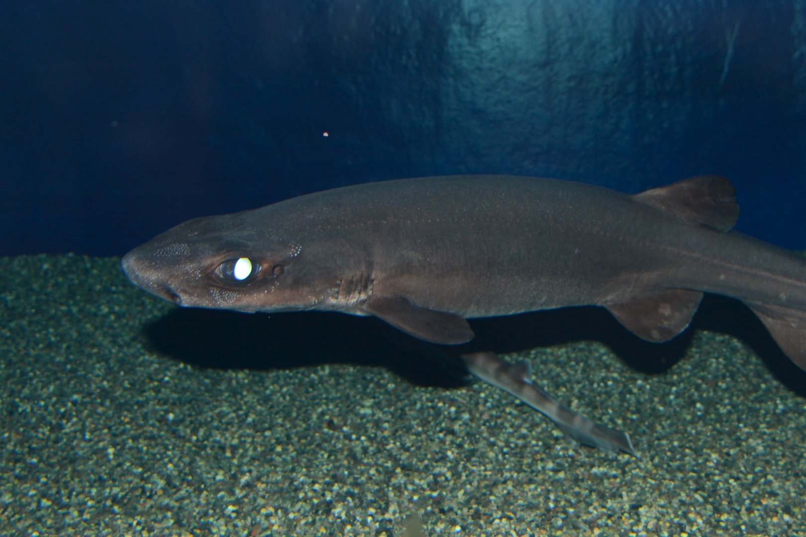 Salamander shark (Parmaturus pilosus)