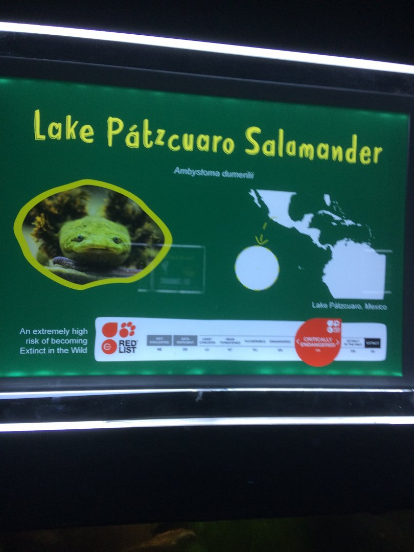 Salamander signage