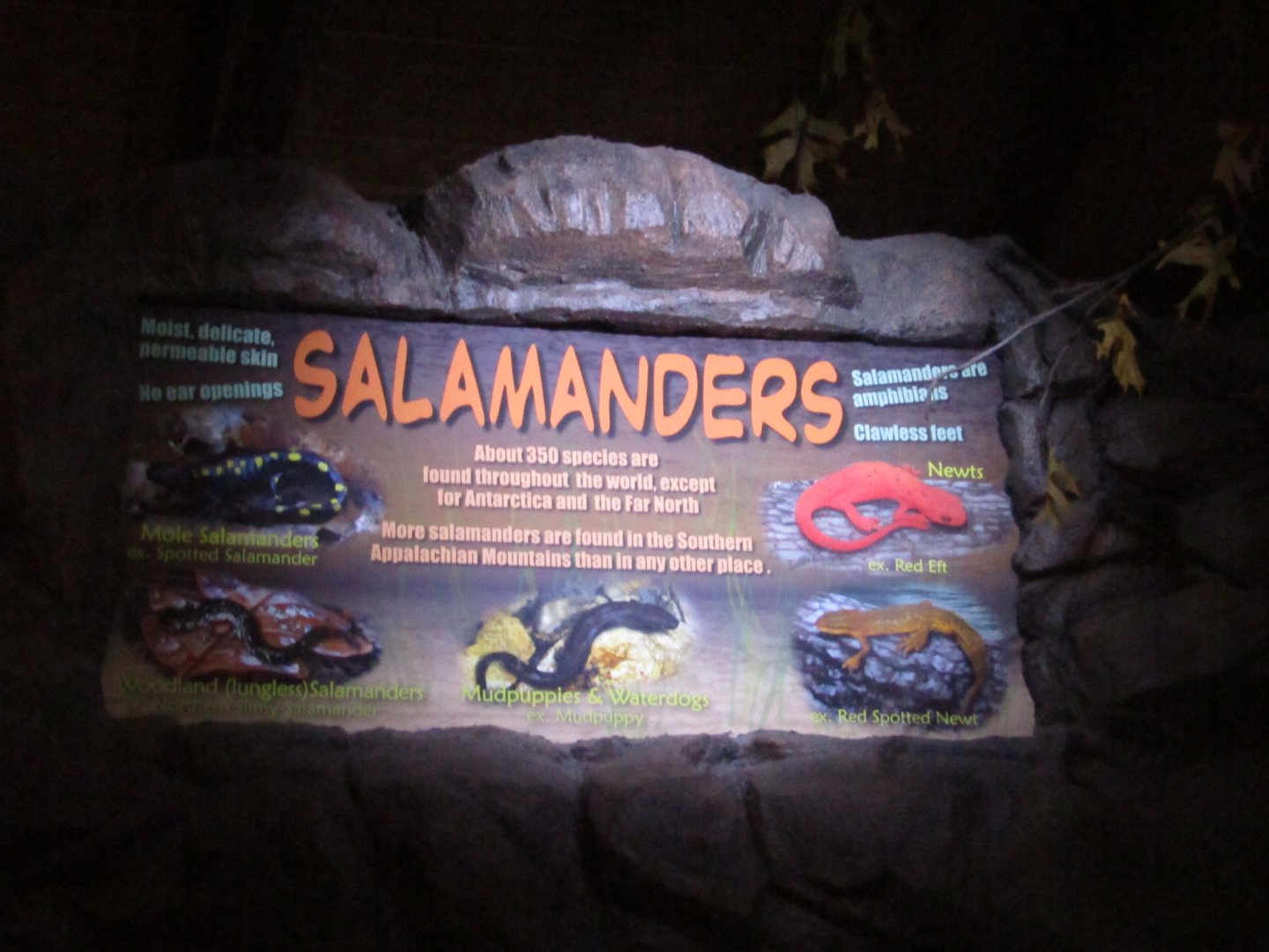 Salamander Signage