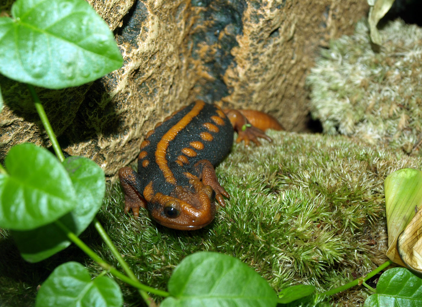 Salamander?