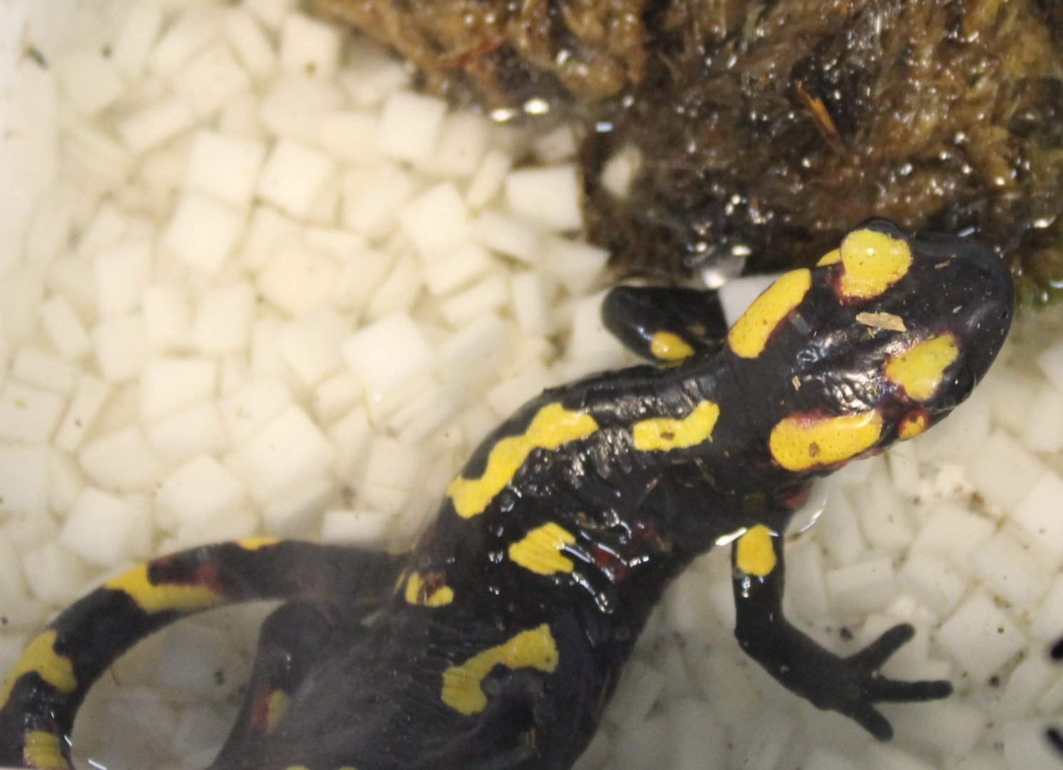Salamandra algirus splendens