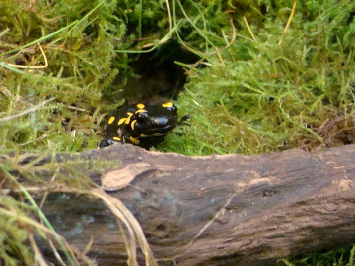 Salamandra salamandra