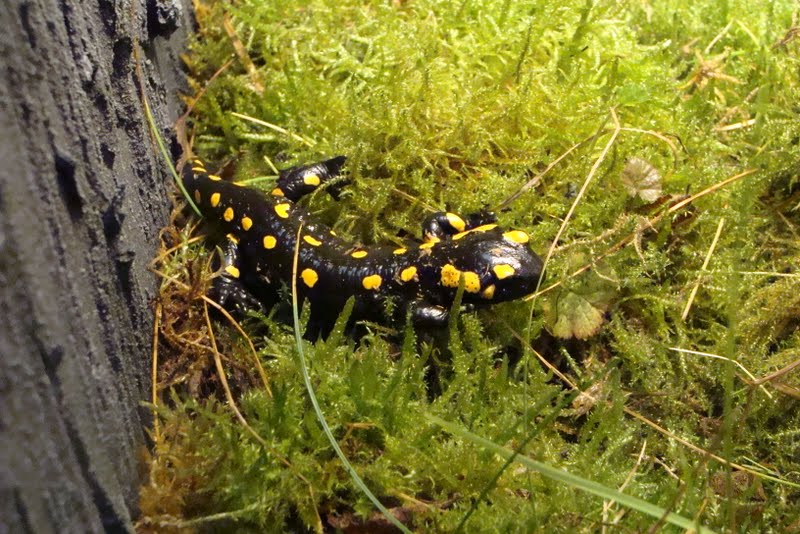 Salamandra salamandra