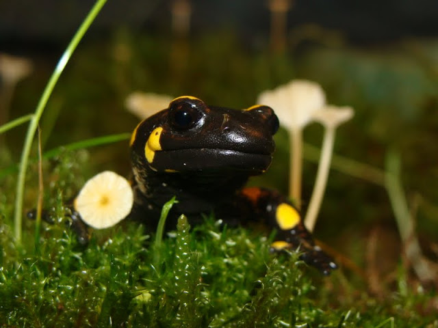 Salamandra salamandra