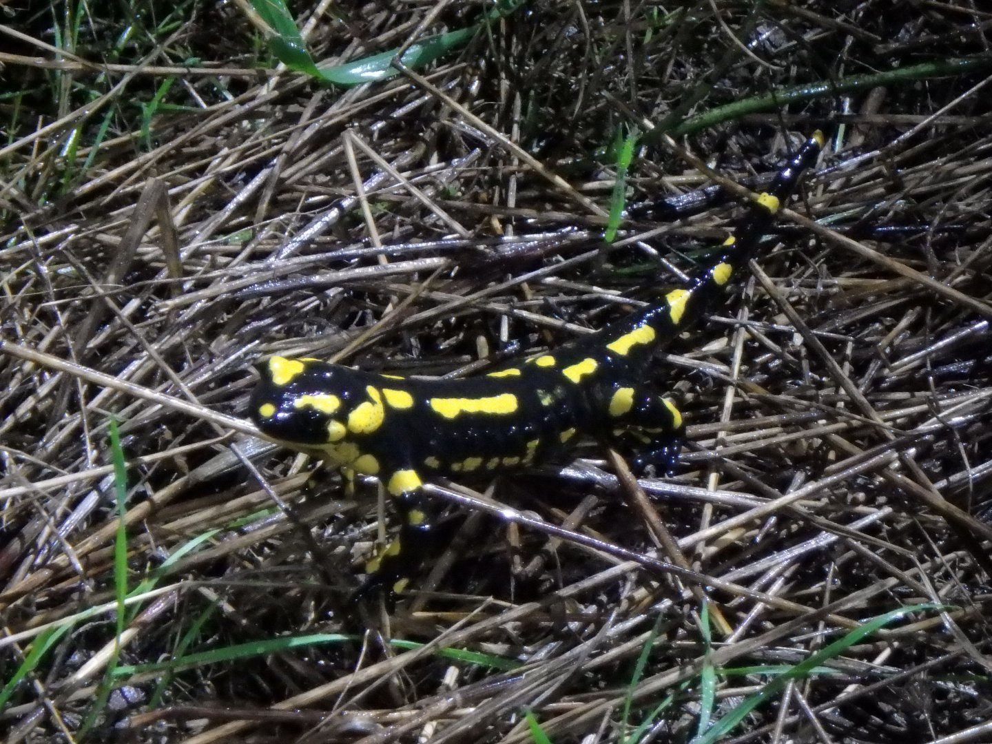 Salamandra salamandra