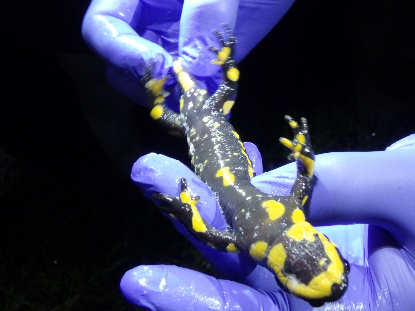 Salamandra salamandra