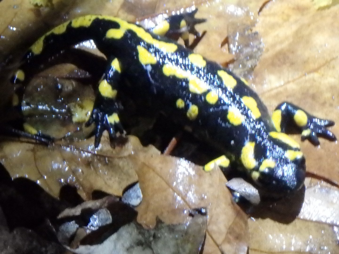 Salamandra salamandra