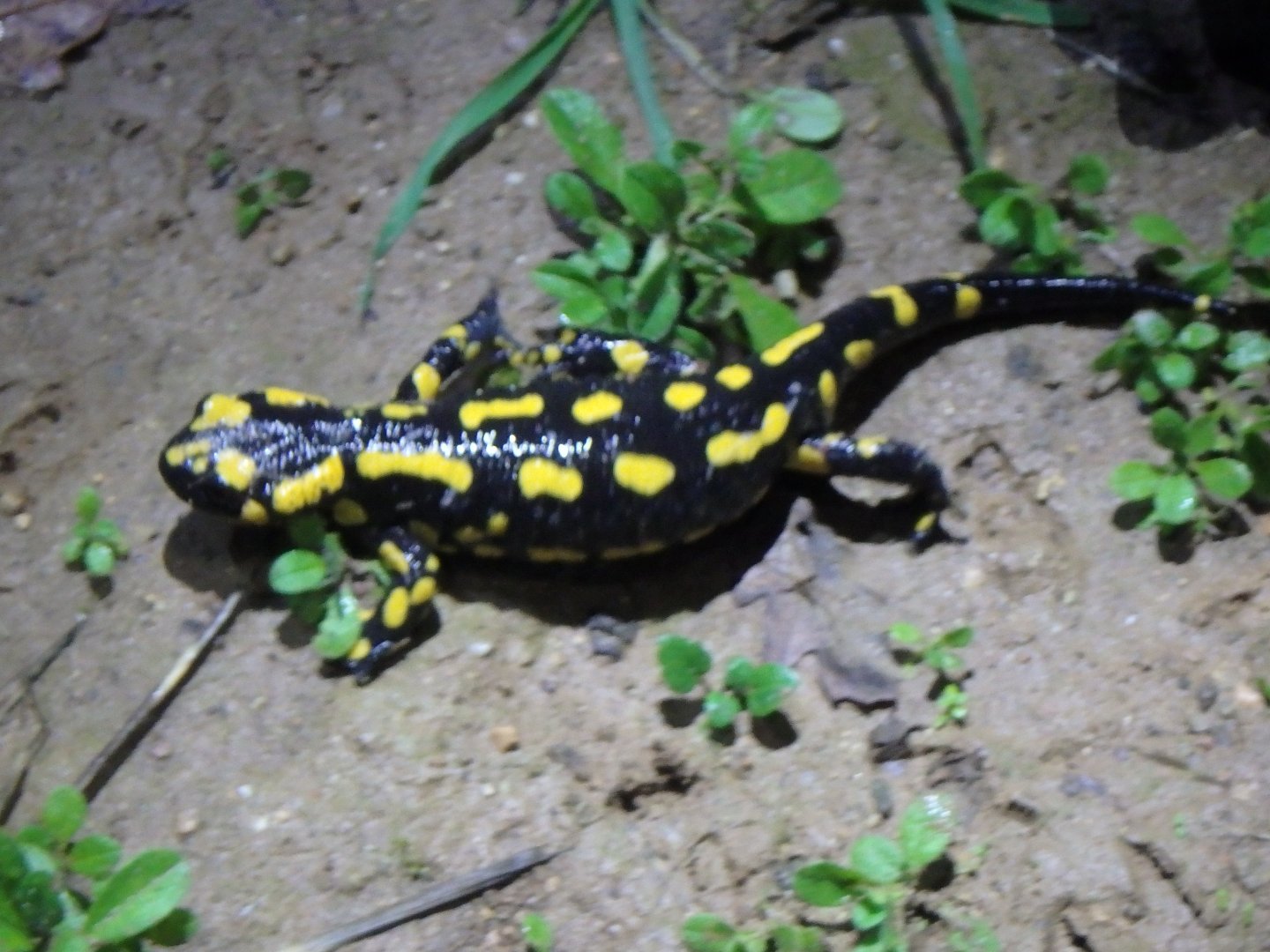 Salamandra salamandra